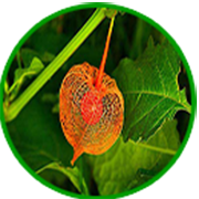 naturopatia180x180-circulo